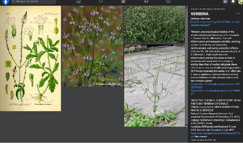 Verbena