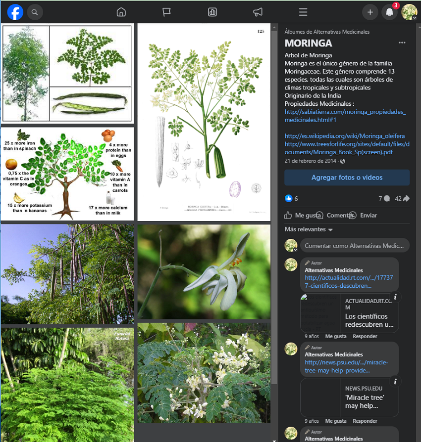 Moringa