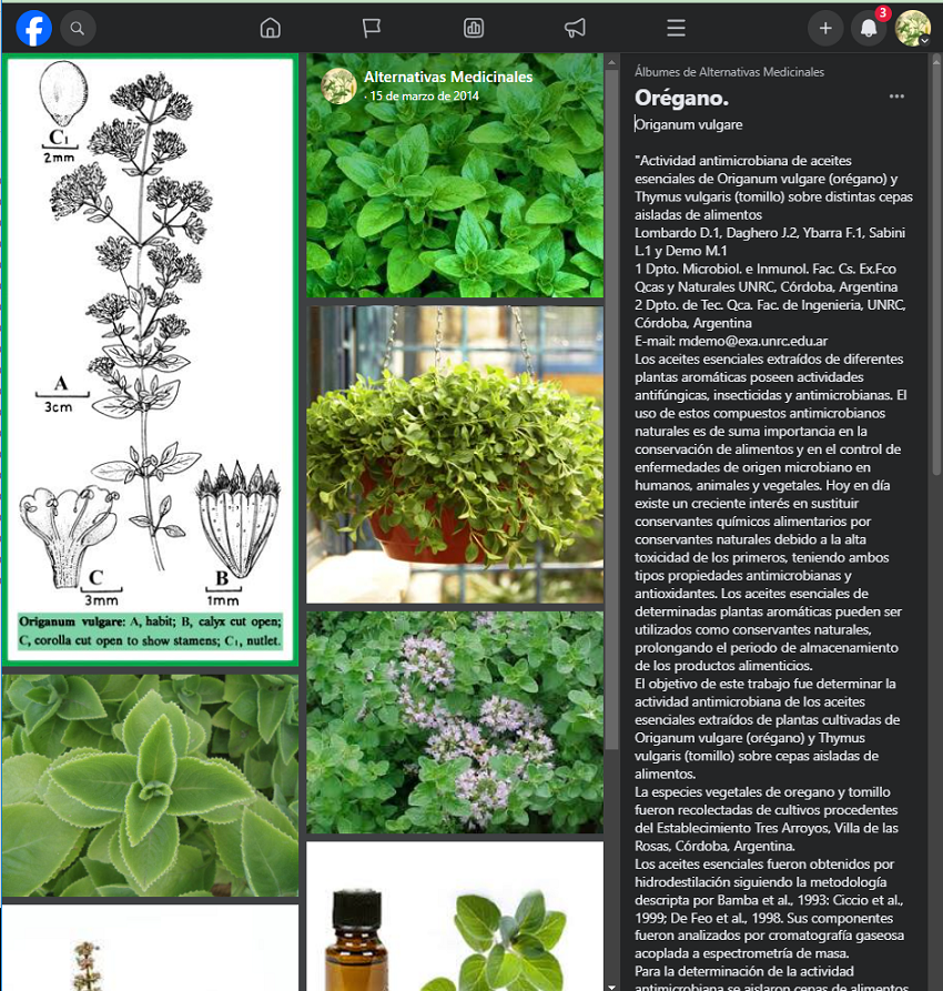 Oregano